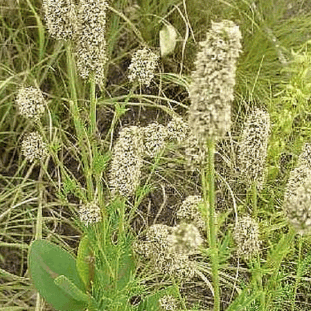 Trèfle blanc des prairies