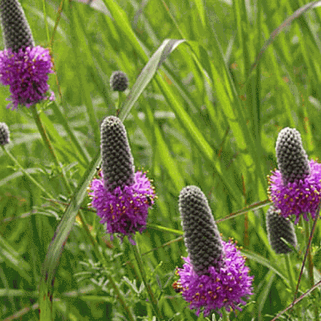 Trèfle des prairies pourpre