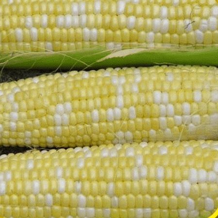 Délicieux maïs sucré hybride bicolore