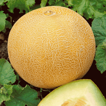 Délicieux 51 Melon