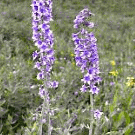 Larkspur de l'Ouest