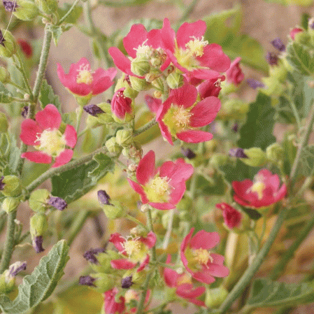 Globemallow du désert