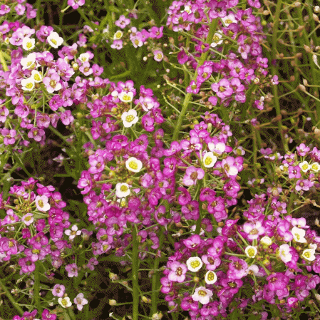 Alyssum doux rose nain