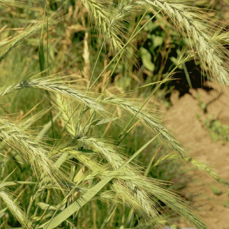 Seigle sauvage de Virginie