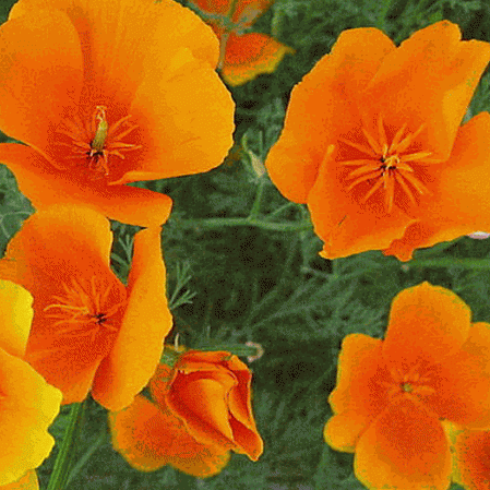 Pavot de Californie orange