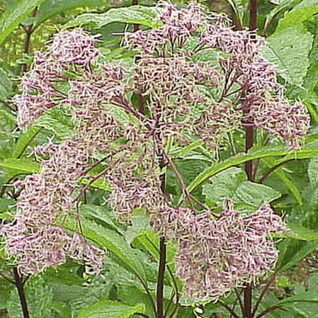 Sweet Joe Pye Weed