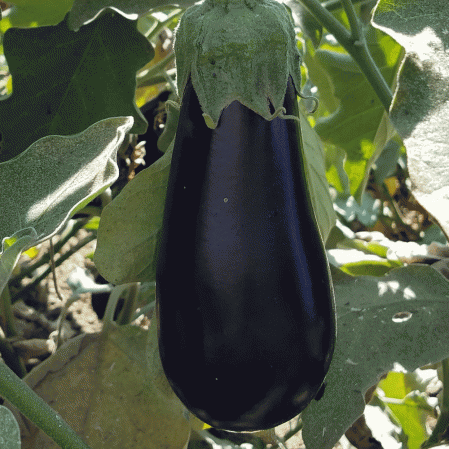 Aubergine du marché de Floride