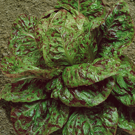 Laitue romaine aux taches de rousseur