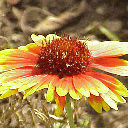 Gaillarde vivace naine