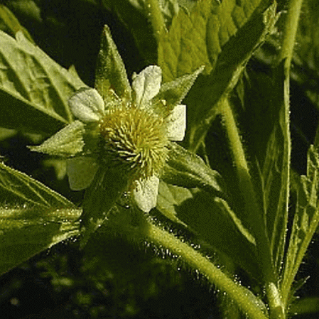 Avens rugueux