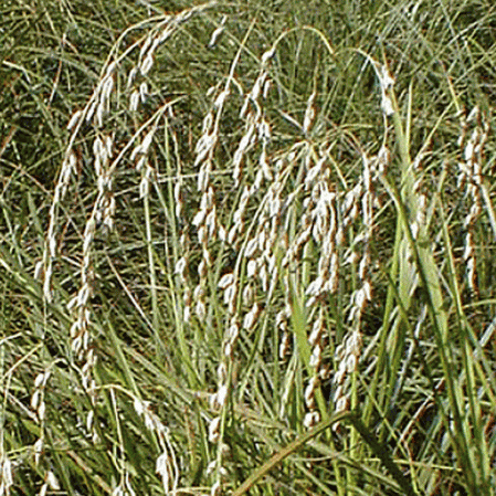 Herbe de serpent à sonnette