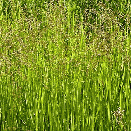 Reed Manna Grass