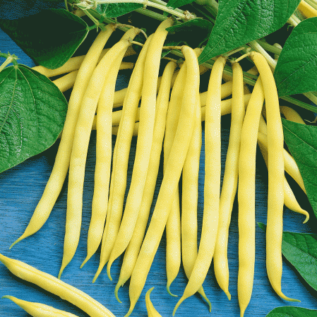 Haricot jaune à la cire dorée