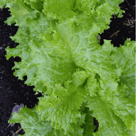 Laitue frisée de Grand Rapids