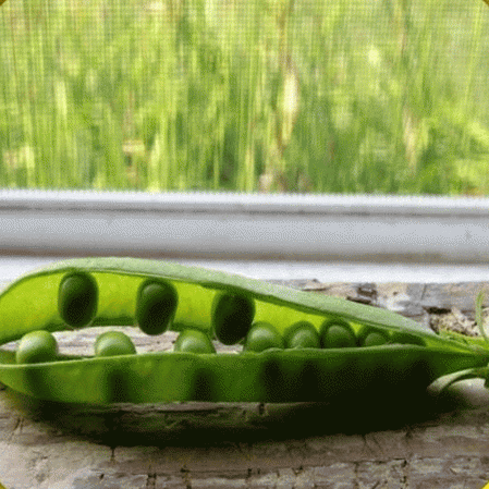 Pois de jardin Flèche verte