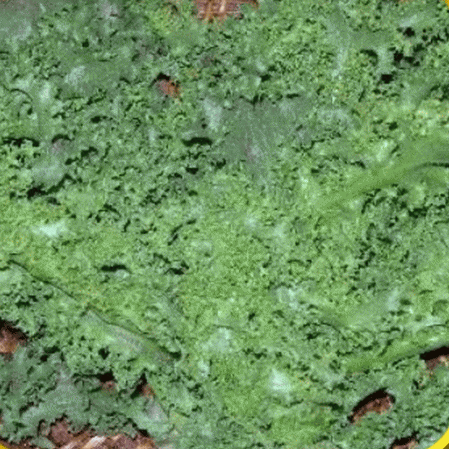 Endive verte frisée Ruffec