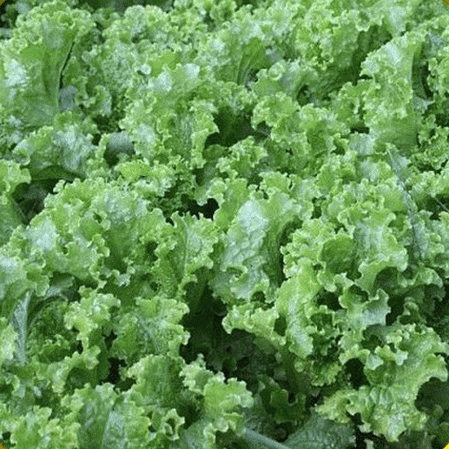 Laitue Feuille Verte Glacée