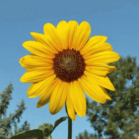 Tournesol annuel sauvage