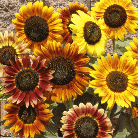 Tournesol de beauté d'automne