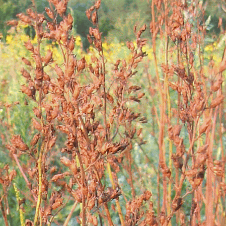 Prairie Alumroot