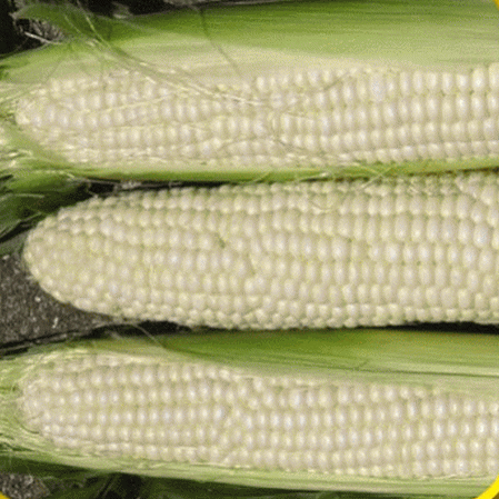 Quelle est la douceur du maïs sucré blanc hybride