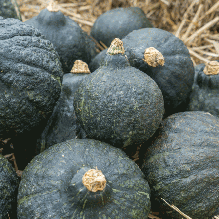 Anna Swartz Hubbard Winter Squash