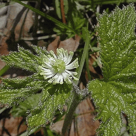 Goldenseal