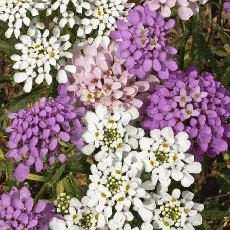 Globe annuel Candytuft