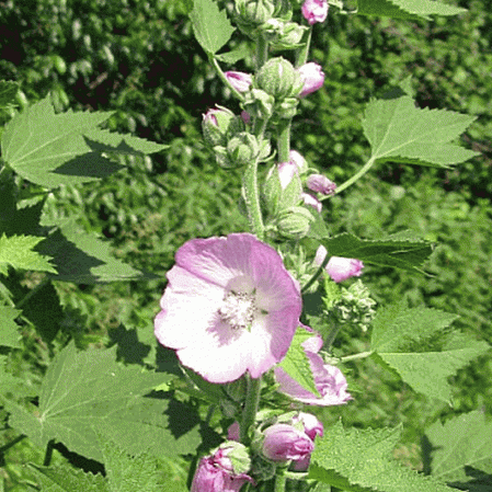 Kankakee Mallow