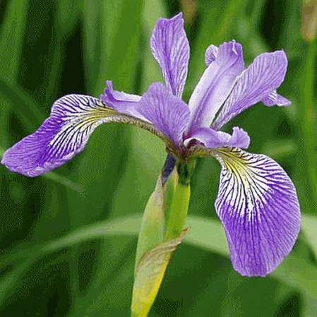 Iris bleu sauvage