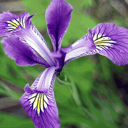 Iris de l'Oregon