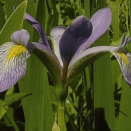 Iris drapeau bleu du sud