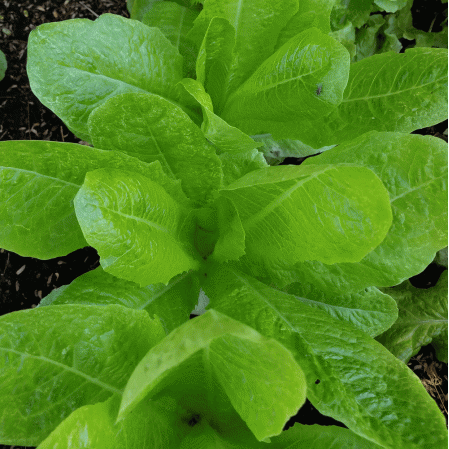 Laitue romaine Jericho