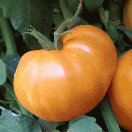 Tomate traditionnelle Kellogg's Breakfast