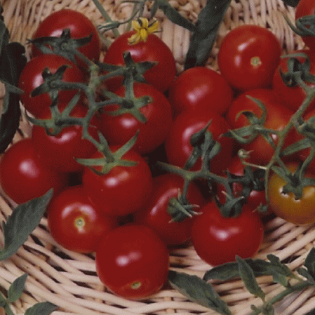 Grosse tomate héritage cerise rouge