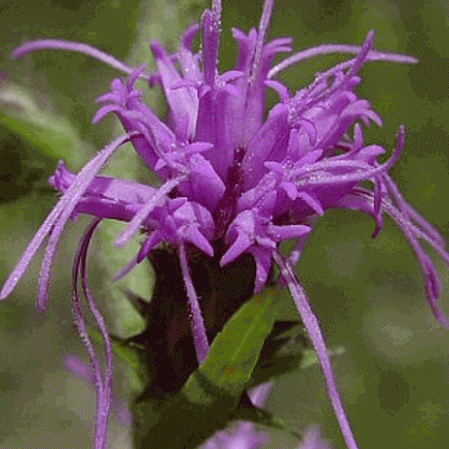 Étoile flamboyante écailleuse