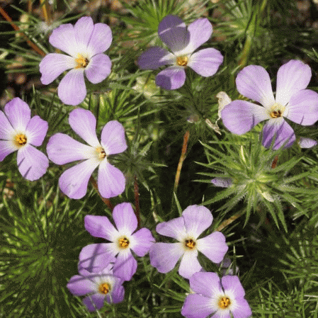 Phlox des montagnes