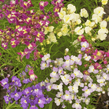 Mélange de graines de muflier Fairy Bouquet