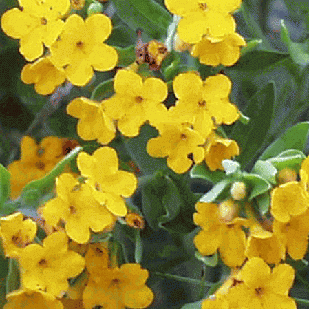 Puccoon poilu