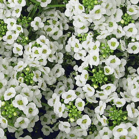 Grand Alyssum doux blanc