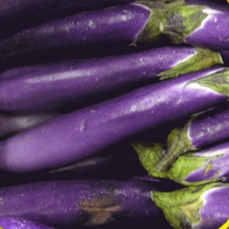 Aubergine longue violette