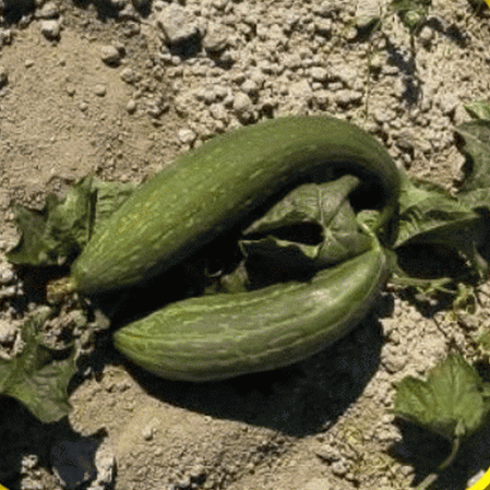 Gourde éponge Luffa