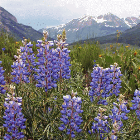 Lupin des montagnes