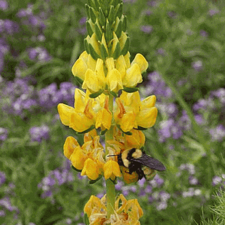 Lupin jaune