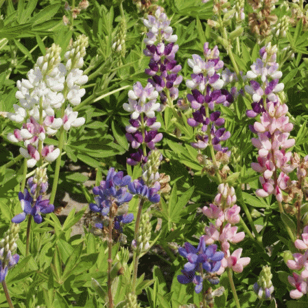 Lupin céleste