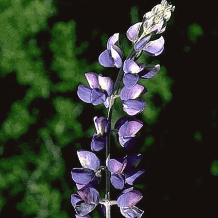 Petit lupin