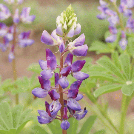 Arroyo Lupin