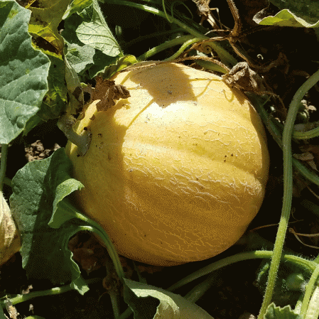 Melon Midget du Minnesota