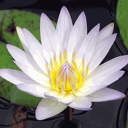 Lotus américain