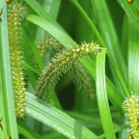 Carex des Territoires du Nord-Ouest